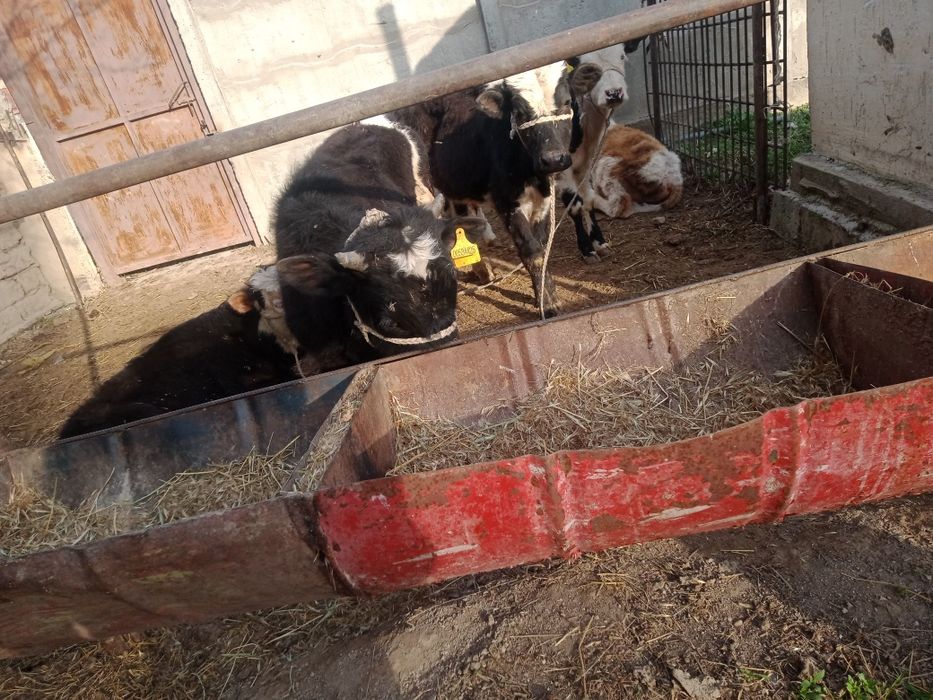 Бұқалар сатылады бағасы 275мынан саудасы бар