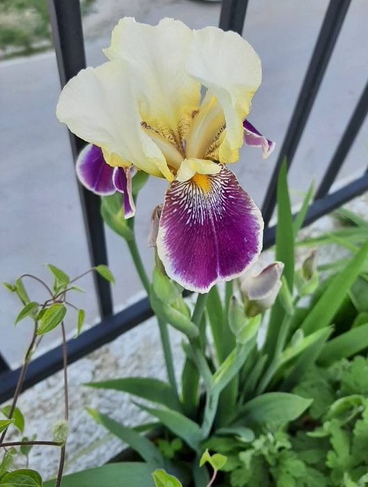 Кокичета в саксия-0.50€/бр кокиче, ириси-1.70€