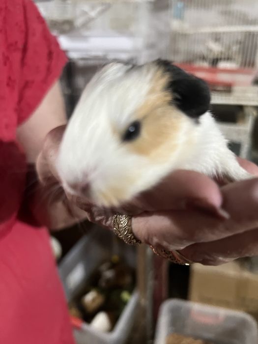 Продаются морские свинки