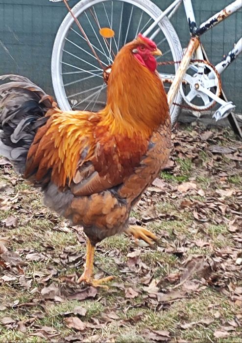 Vând cocos wiandotte