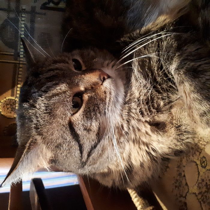 Вязка кота срочно
