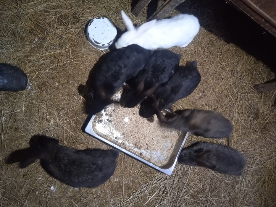 Продам кроликов...