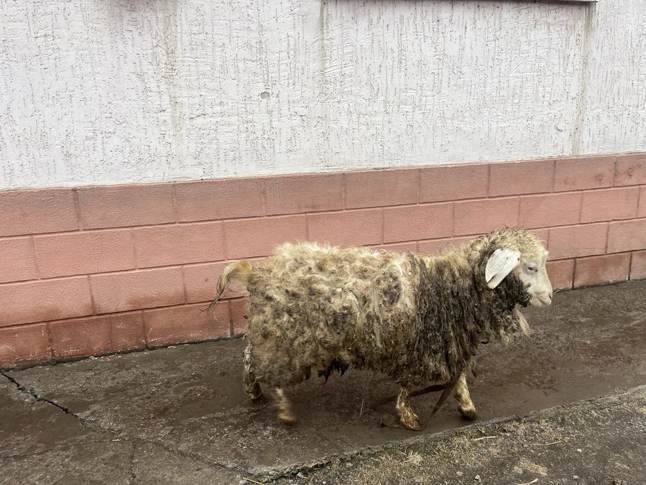 Теке сатам семыз