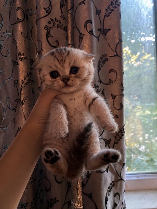 Шотладские котята