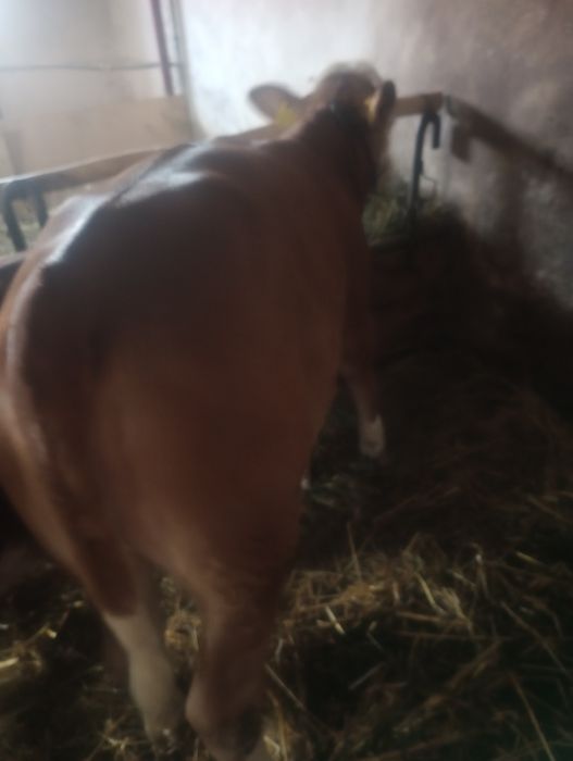 vând vițică 0000
