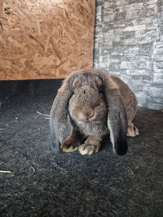 Pereche Berbec German