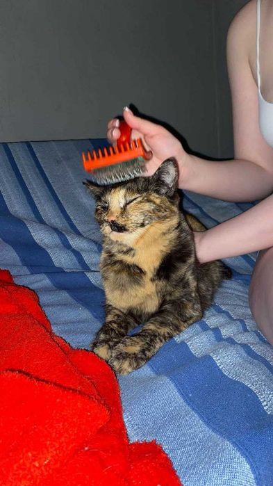 отдам кошку в хорошие руки