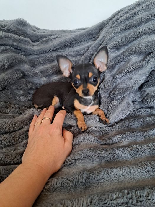 Продам мини той терьера