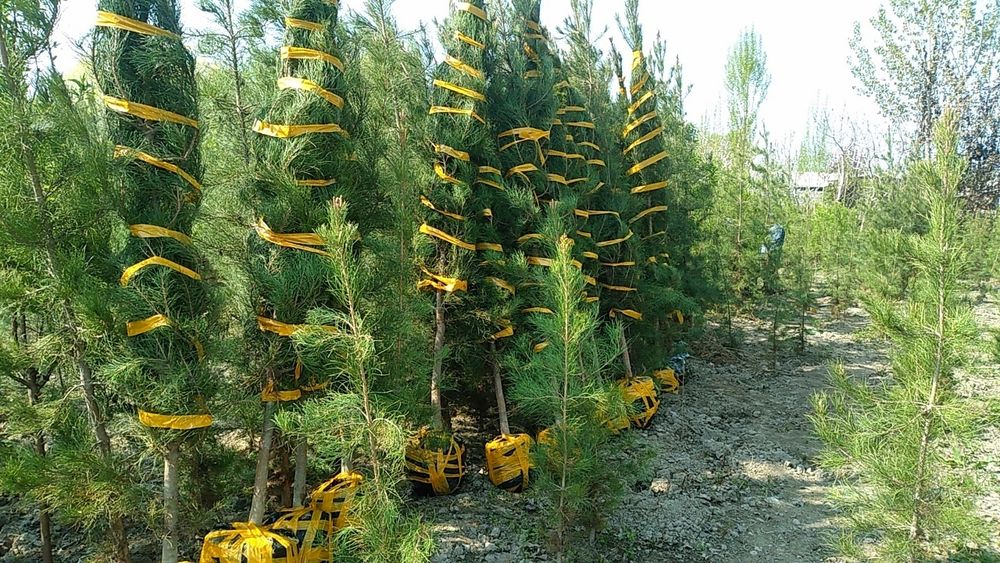 Арчалар хлма хил турдаги ва хлма хил размердаги