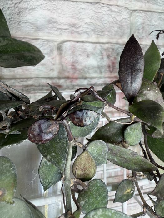 Хойя lacunose Black Leaves