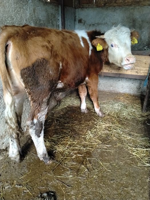 Vind vitei de carne