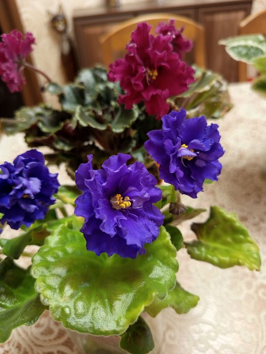 Продам цветущие сортовые фиалки