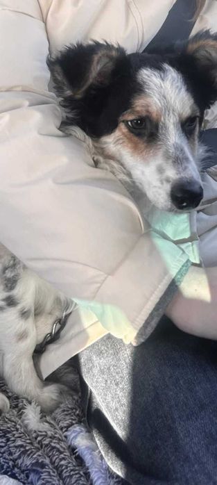 Собакам нужен новый дом!