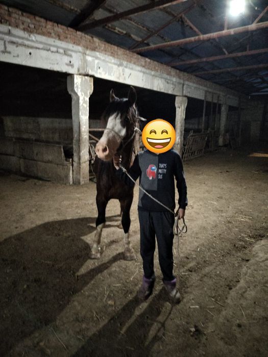 продам айгыр 6 летка мінгі уыйрде болған