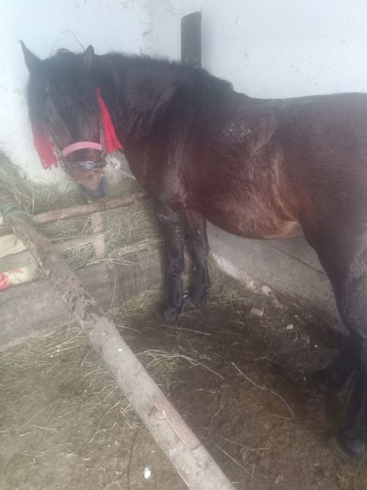 Vind armăsar inhamat