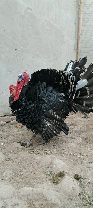 1 yillik  uyda boqilgan Induk sotiladi