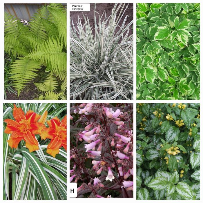 Цветы садовые „уличные”