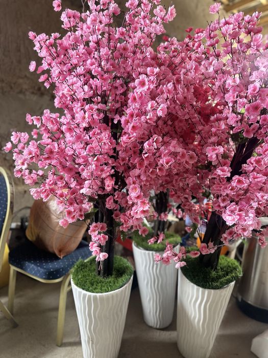 Декоротивные цветы