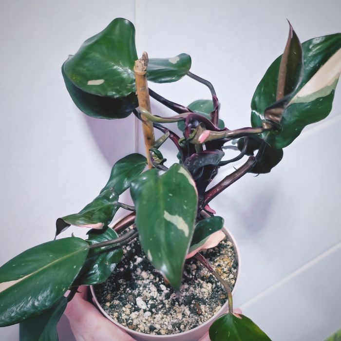 Филодендрон розовая принцесса