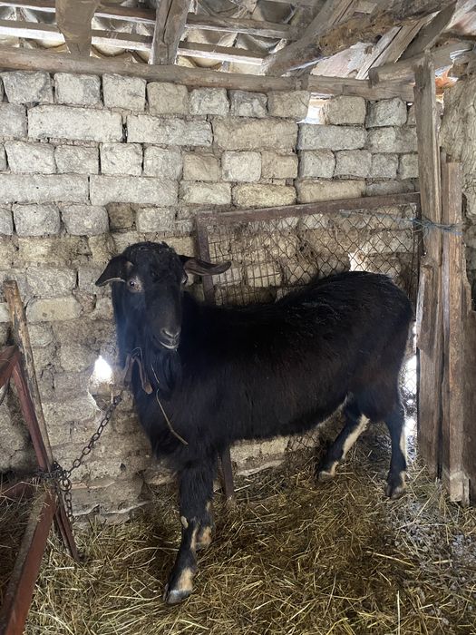 Продавам пръч и коч