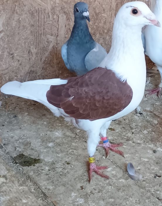 Porumbei voiajori căpăciți