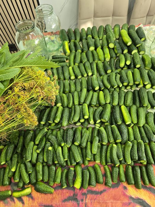 Огурцы солёные этого года