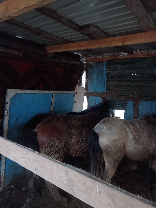 Продам лошадь жирного