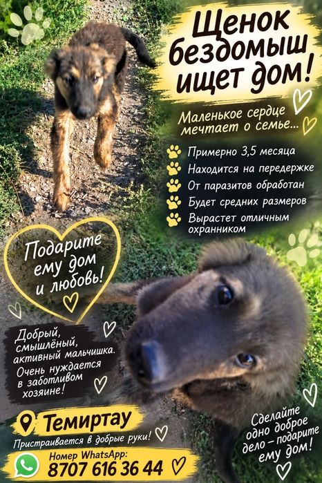 Щенок.  ищет дом