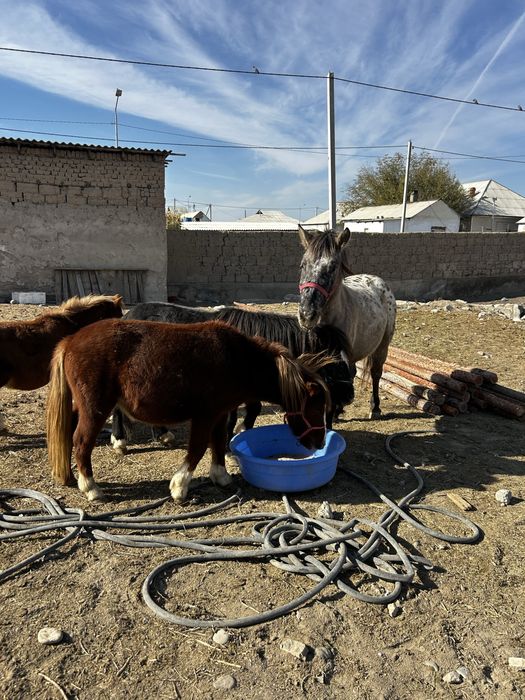 Пони сатылады төрт бас