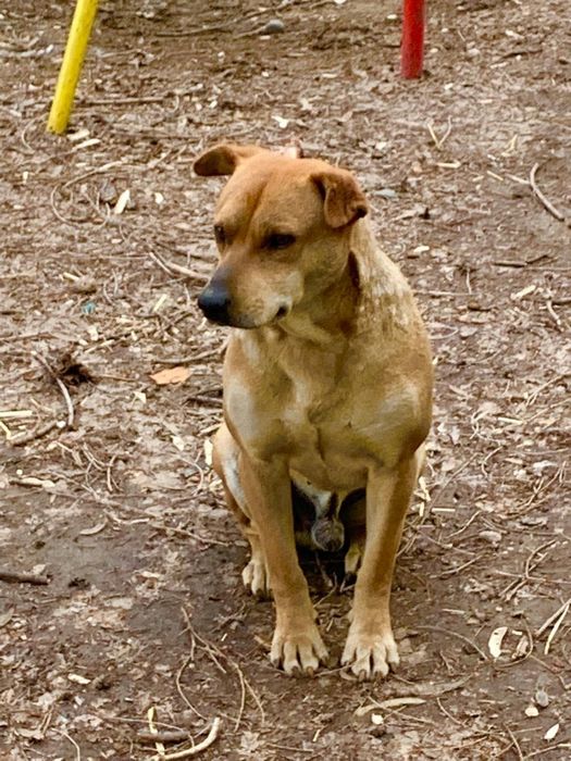 Пристраиваются 2 собачки -девочка и мальчик.