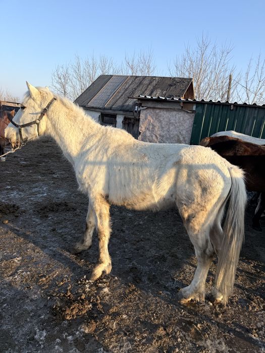 Дөнен сатылады мінгі
