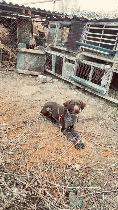 Охотничий дратхарт