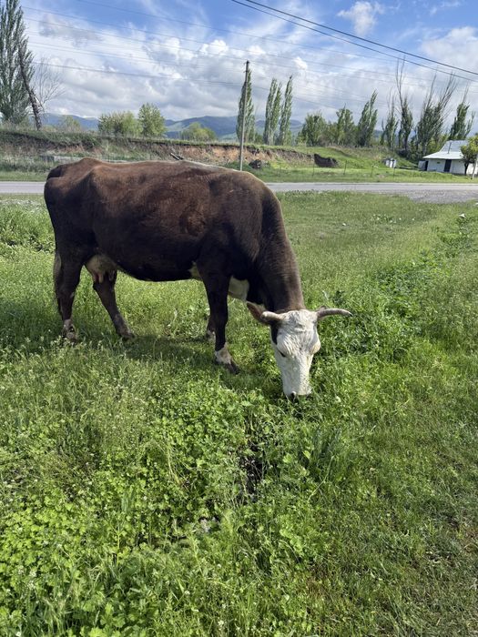 Домашняя корова с теленком