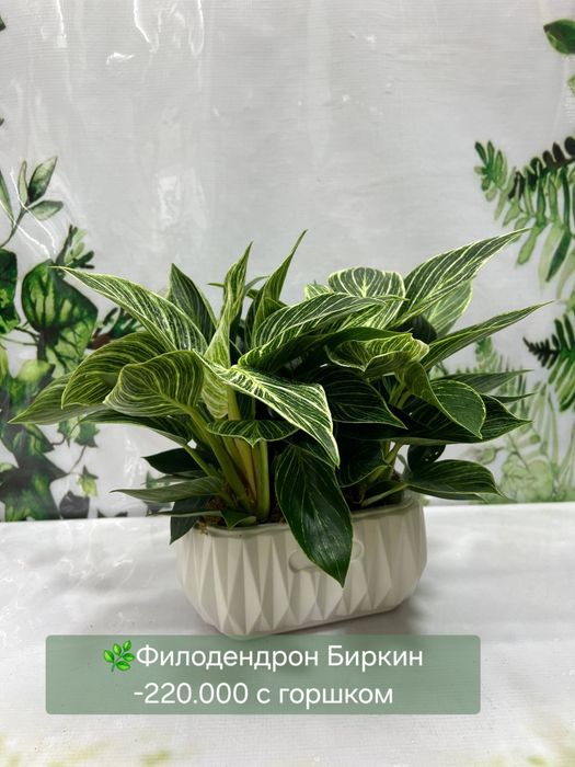 Пахира, Алоказии разные, Женское счастье, Антуриум(мужское счастье)