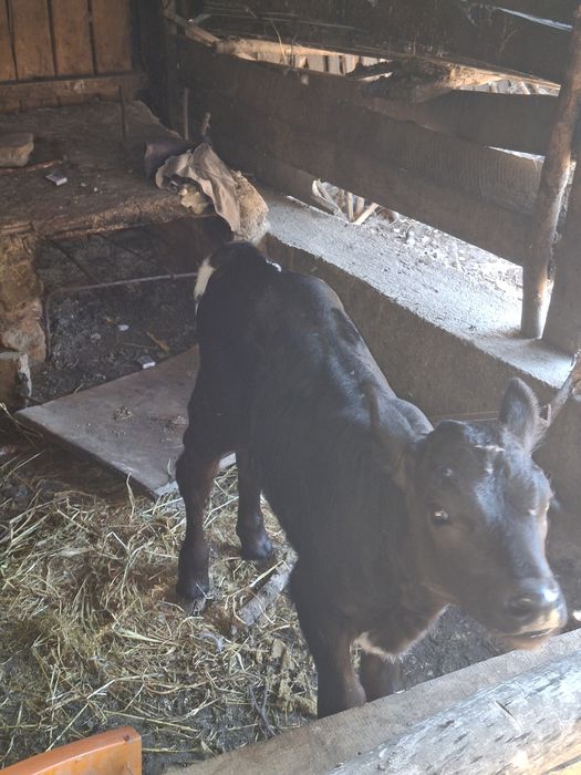 Vaca cu taurasi lângă ia