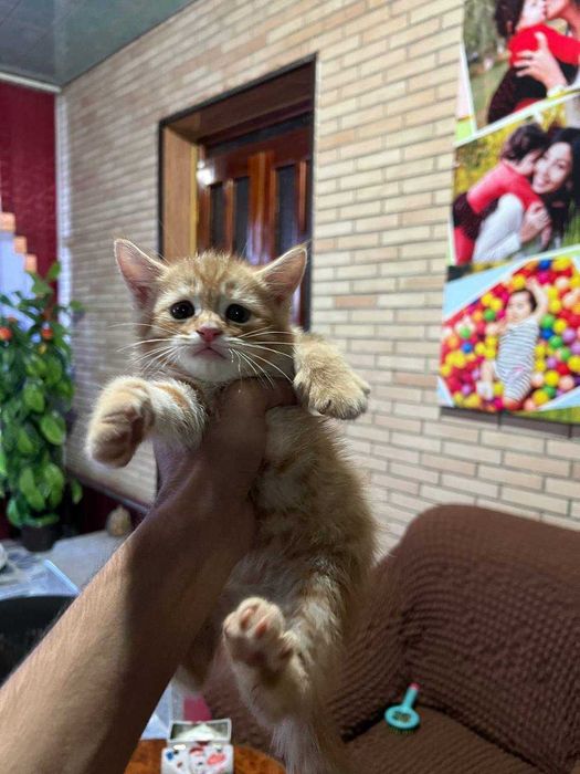 Продаются котята Шиншиллы!!