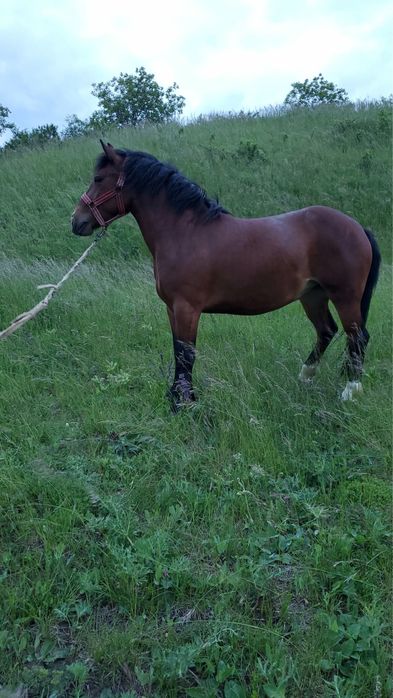 Vand manza de 2 ani invatata la ham