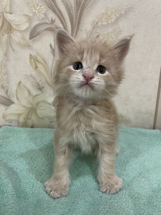 Продаются котята мейн-кун