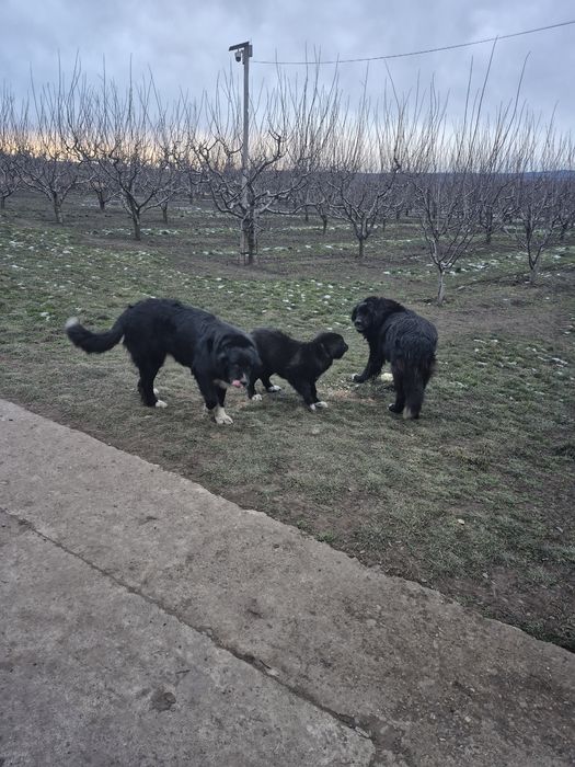 Ciobănesc corb 6 luni