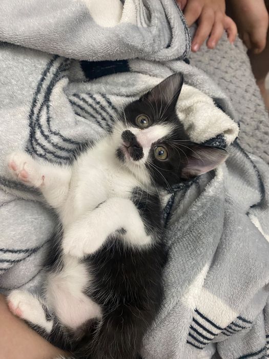 3 pisicute pentru adoptie