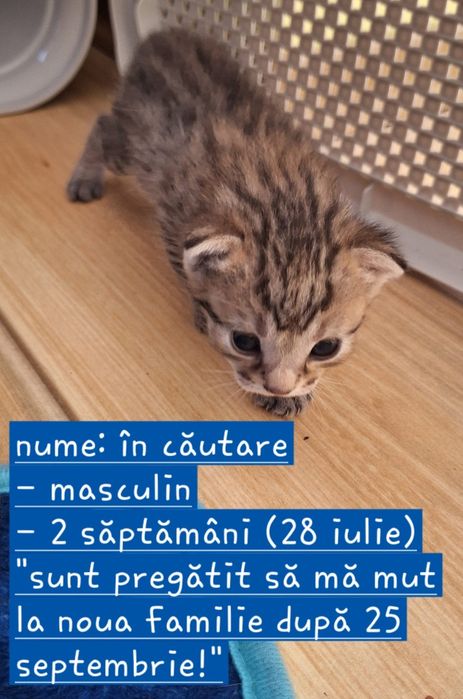 Pisici spre adoptie