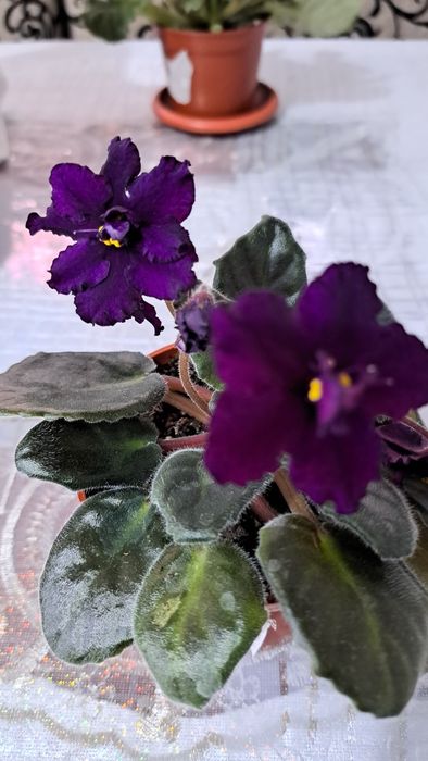 Продам  фиалки в ассортименте