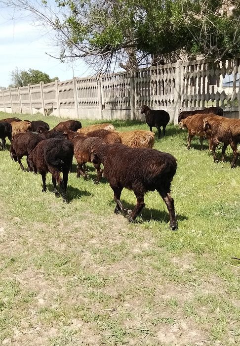 Продам декабрьский токты кошкар