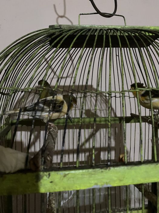 Продам канареек пара , и одна самка