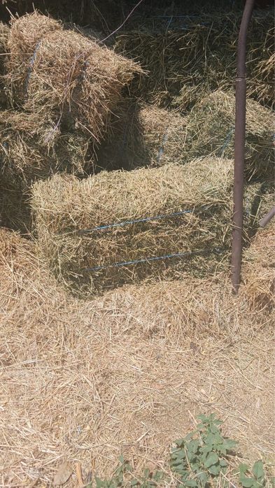 Baloți de lucernă de vânzare