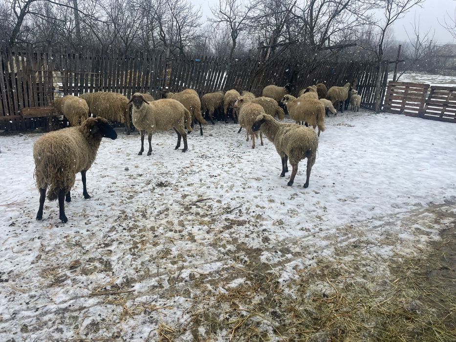 Vand Oi bune de tinut