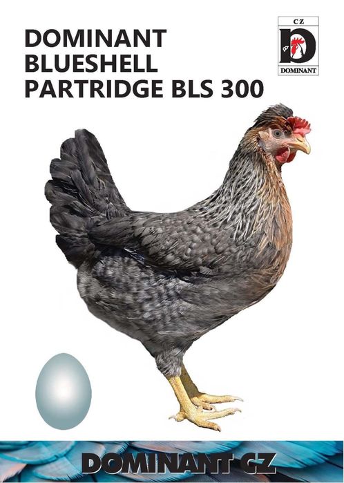 Новопронесли кокошки носачки, снасящи цветни яйца 6  МЕСЕЧНИ