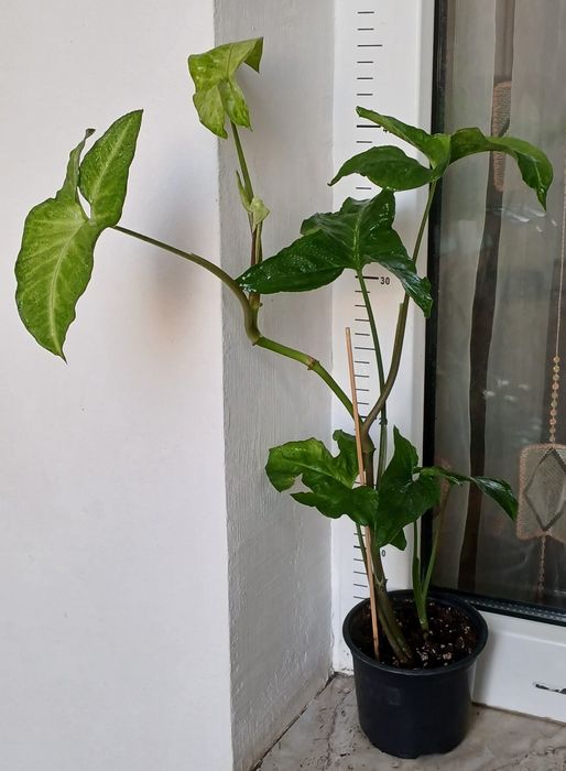 Колекция Сингониуми - Цвете на Щастието