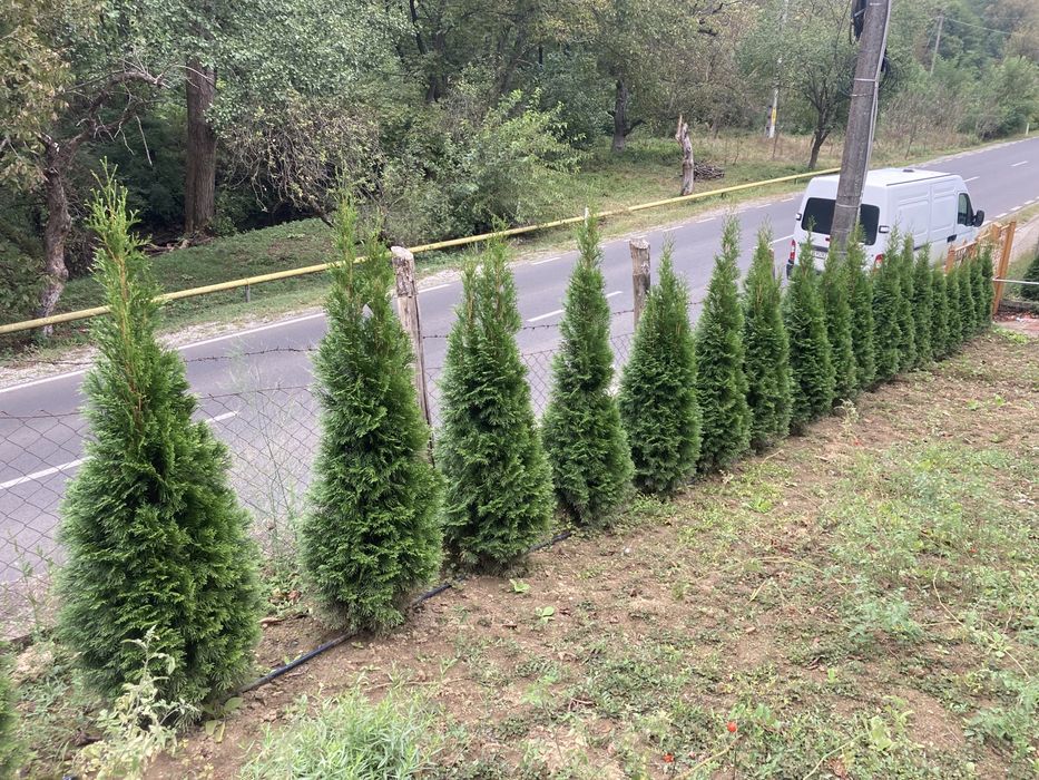 Tuia de vanzare Hunedoara