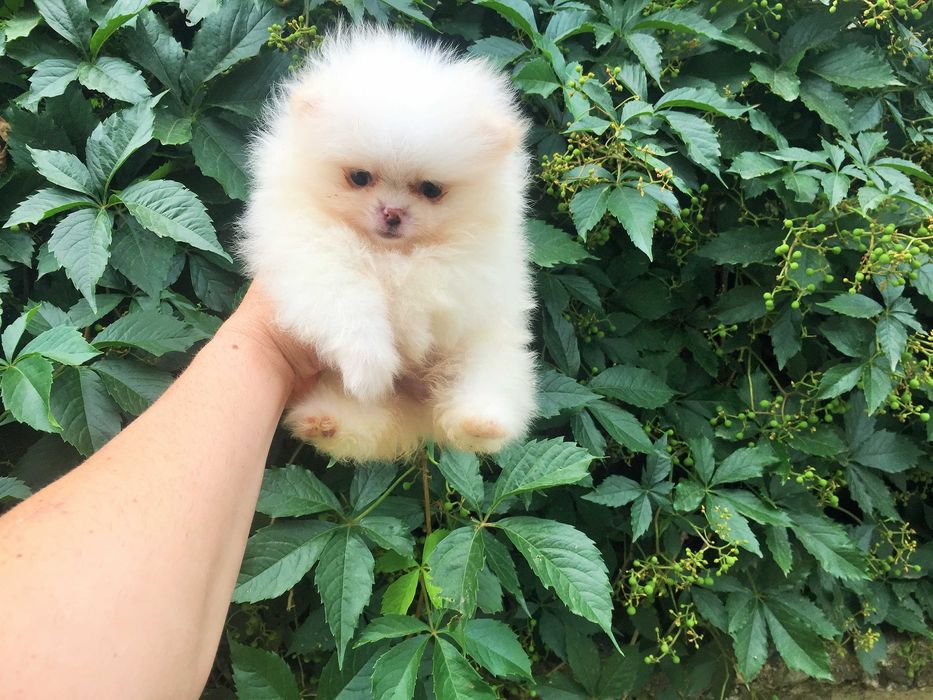 Померан мини Померанчета